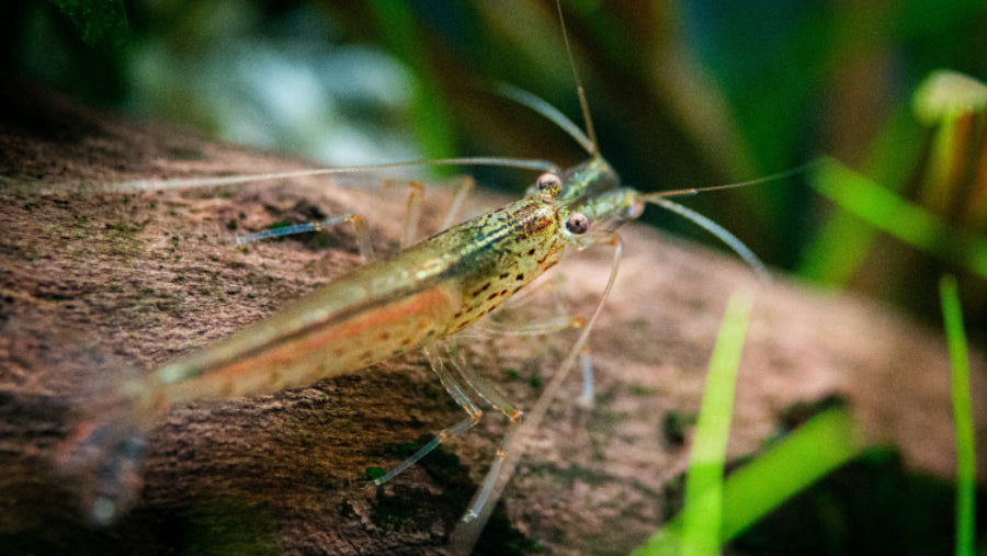 Amano-Garnele auf der Wurzel in der Rückenbetrachtung - Foto: Tobias Gawrisch