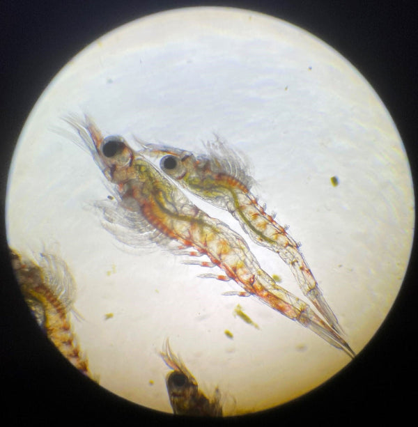 Larven der Amanogarnele (Caridina multidentata) unter dem Mikroskop. Oben Stufe 7 von 10 mit kurzen Schwimmbeinen, darunter Stufe 9 mit bereits gut ausgebildeten Schwimmbeinen