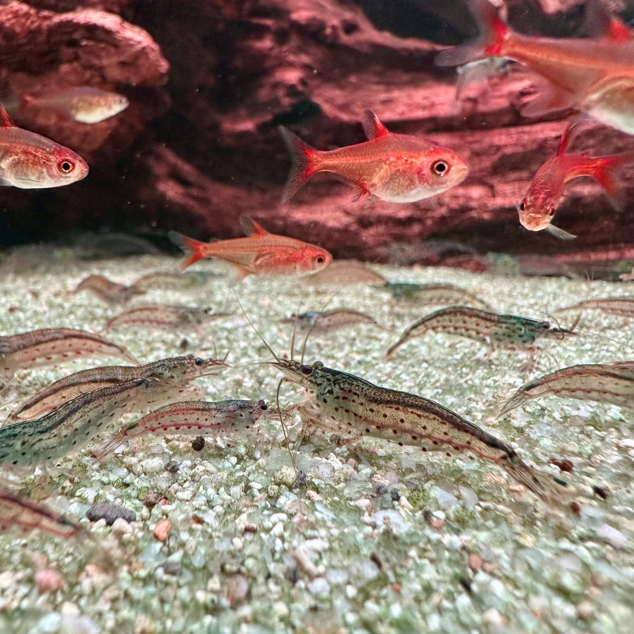 Amanogarnele mit Fischen im Aquarium,Haltung und Vergesellschaftung