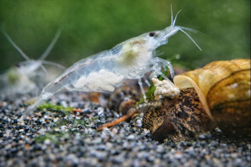 Tolle weiße Neocaridina palmata White Pearl Garnele im Aquarium halten und kaufen