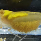 Gelbe Amano Garnele im Aquarium, Weibliches Tier mit Larven. Die Caridina multidentata Farbform.