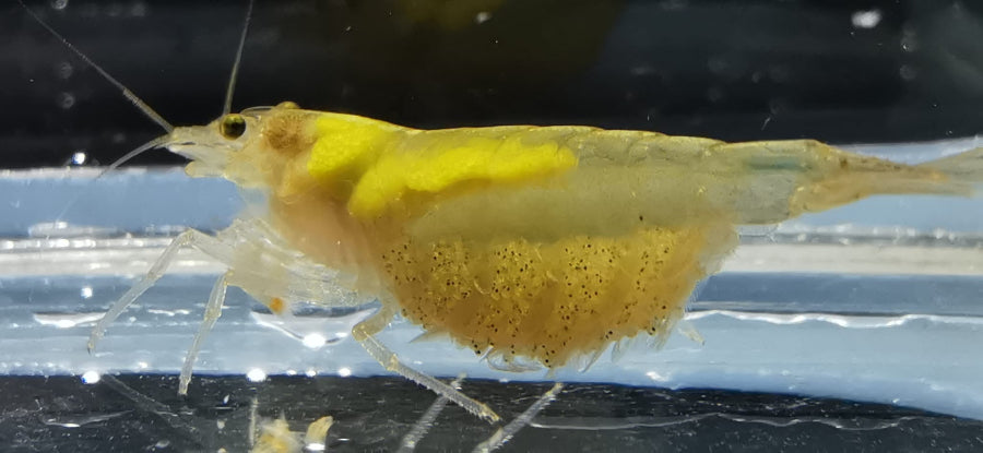 Gelbe Amano Garnele im Aquarium, Weibliches Tier mit Larven. Die Caridina multidentata Farbform.