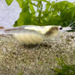 Weiße Amano Garnele Weibchen im Aquarium mit Eifleck und Eiern im Nacken
