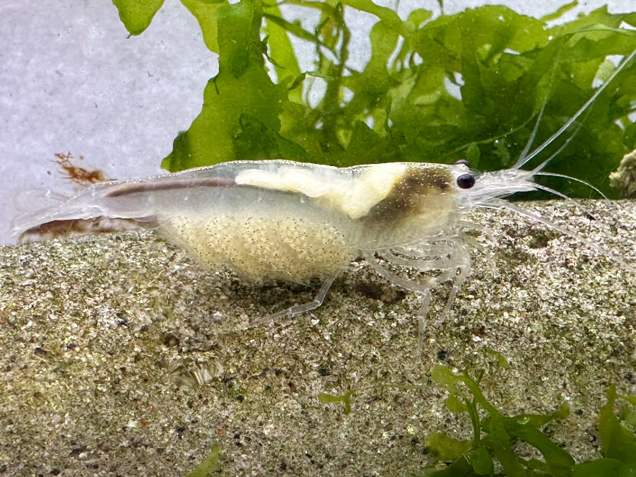 Weiße Amano Garnele Weibchen im Aquarium mit Eifleck und Eiern im Nacken