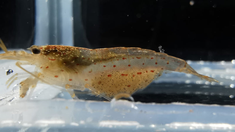 Gesunde Nachzuchten der orange Amano Garnele ein Weibchen mit Eiern in der Bauchtasche. Caridina multidentata im Aquarium
