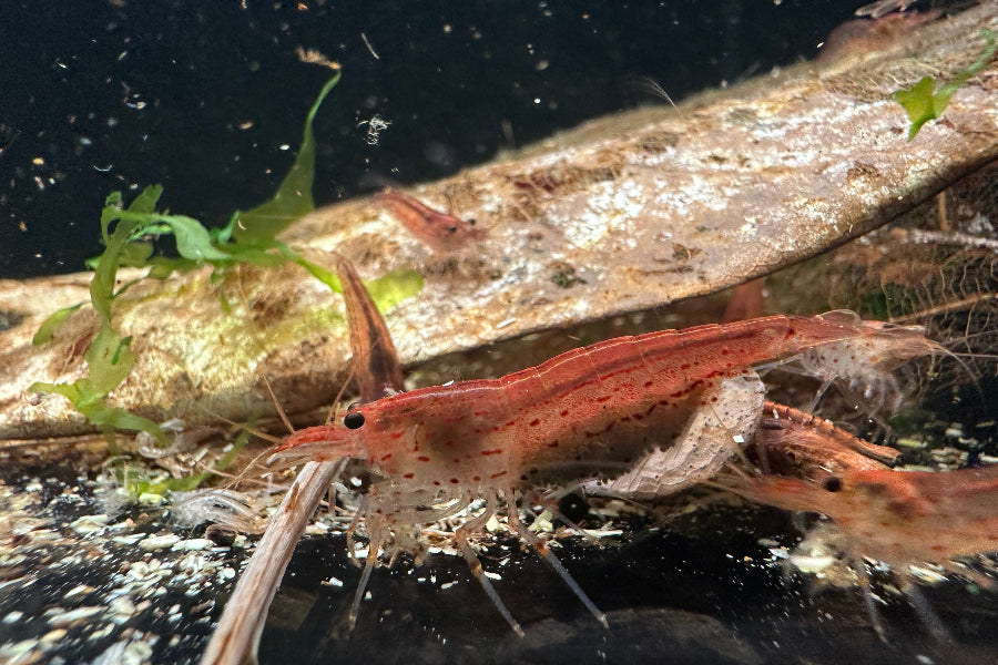 Intensive orange Farbform der Amano Garnele im Aquarium, tragendes Caridina multidentata Weibchen
