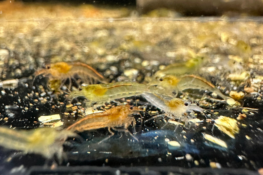 Unsere Nachzuchten und Jungtiere der bunten Amano Garnelen in Gelb, Orange und Weiß kaufen