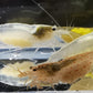 Bunte Amano Garnelen als Caridina multidentata Farbmix im Aquarium Weibliche Amanos mit Eifleck