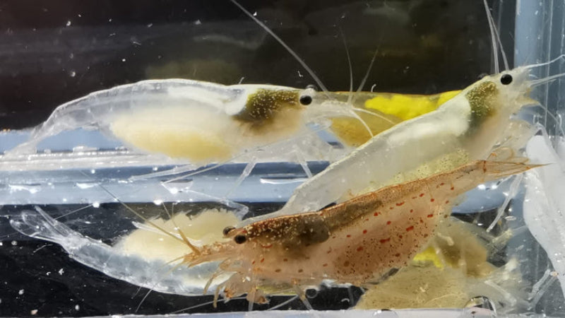 Bunte Amano Garnelen als Caridina multidentata Farbmix im Aquarium Weibliche Amanos mit Eifleck