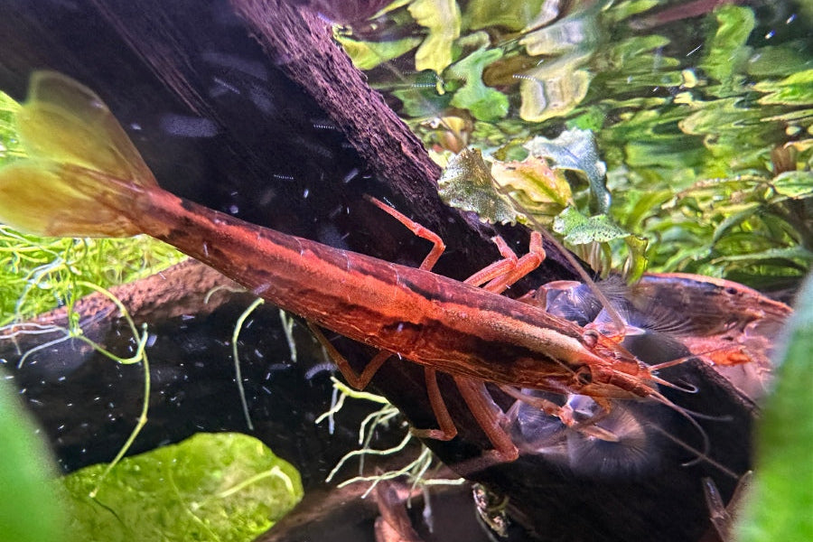 Intensive gefärbte Atyopsis moluccensis ein Zuchttier unserer Molukken Fächergarnelen im Aquarium für die Nachzuchten