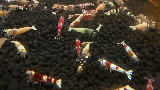 Caridina sp. Mix