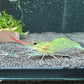 Die Macrobrachium rosenbergii im Aquarium eine Großarmgarnele zum halten und essen