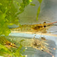 Jungtiere von Macrobrachium rosenbergii - Großarmgarnele im Aquarium zwischen Süßwassertang