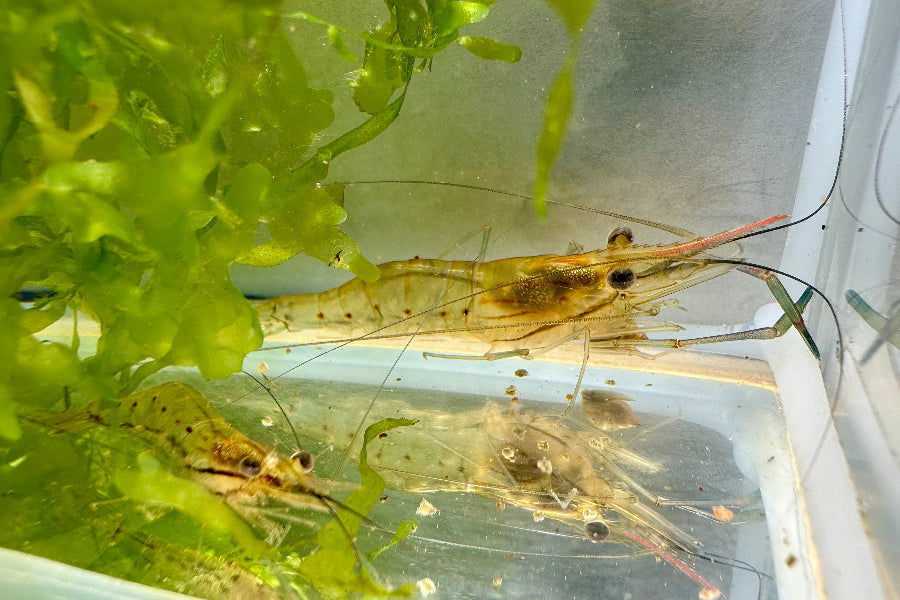 Jungtiere von Macrobrachium rosenbergii - Großarmgarnele im Aquarium zwischen Süßwassertang
