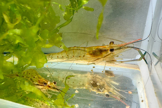 Jungtiere von Macrobrachium rosenbergii - Großarmgarnele im Aquarium zwischen Süßwassertang