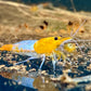 Die Orange Rili Neocaridina Garnele zeigt eine in der Mitte unterbrochene Orangefärbung.