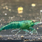 Die dunkelgrüne Garnele im Aquarium die Neocaridina davidi Green Jade Garnele aus Nachzucht