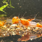 Orange Rili Garnelen kaufen eigene Nachzuchten der Neocaridina davidi im Aquarium