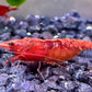 Intensiv gefärbte Neocaridina davidi Red Sakura Garnele Weibchen mit Eiern auf schwarzem Kies