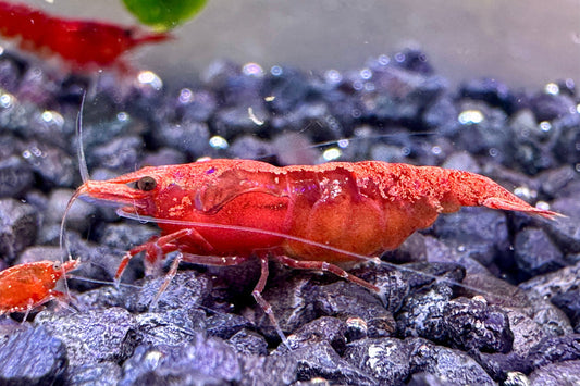 Intensiv gefärbte Neocaridina davidi Red Sakura Garnele Weibchen mit Eiern auf schwarzem Kies