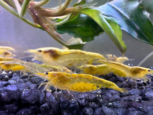Die gelbe Garnele im Aquarium auf schwarzem Bodengrund. Nachzuchten von Neocaridina davidi Yellow Fire Neon kaufen
