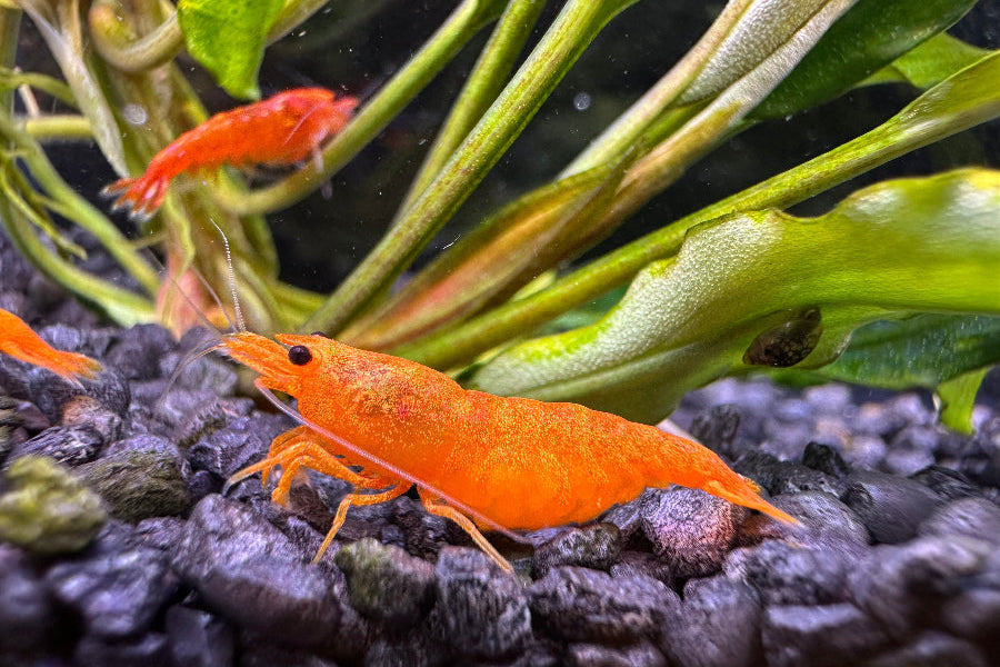 Neocaridina davidi im Aquarium auf dunklen Bodengrund ein Orange Sakura Garnelen Weibchen  mit Eiern