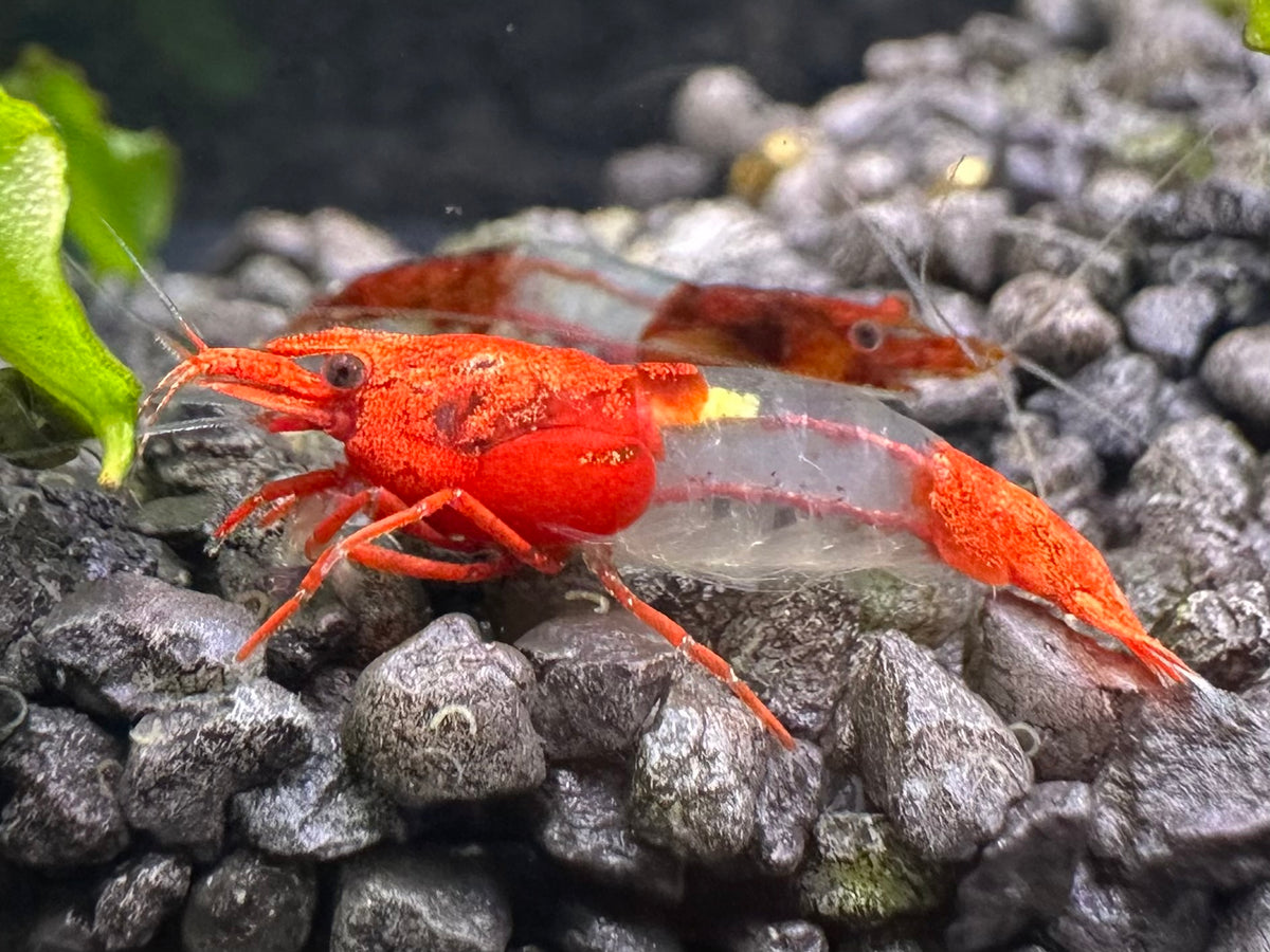 Intensive gefärbte Neocaridina davidi Red Rili Garnele im Aquarium auf schwarzem Kies mit Eifleck