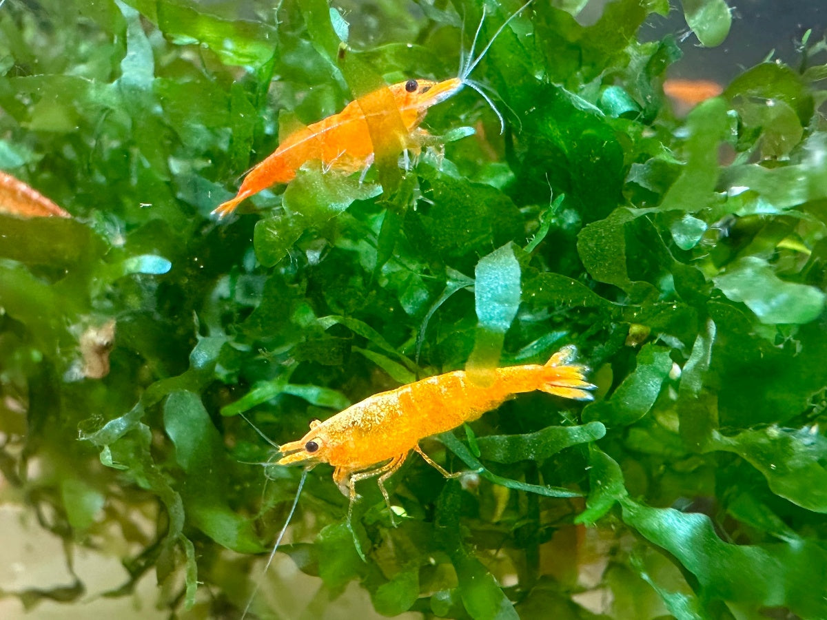 Unsere Nachzuchten der Orange Sakura Garnele, Neocaridina davidi Weibchen im Süsswassertang