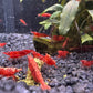 Unsere selektierten und gesunden Neocaridina davidi Red Sakura Garnelen kaufen für dein Aquarium auf dunklen Kies