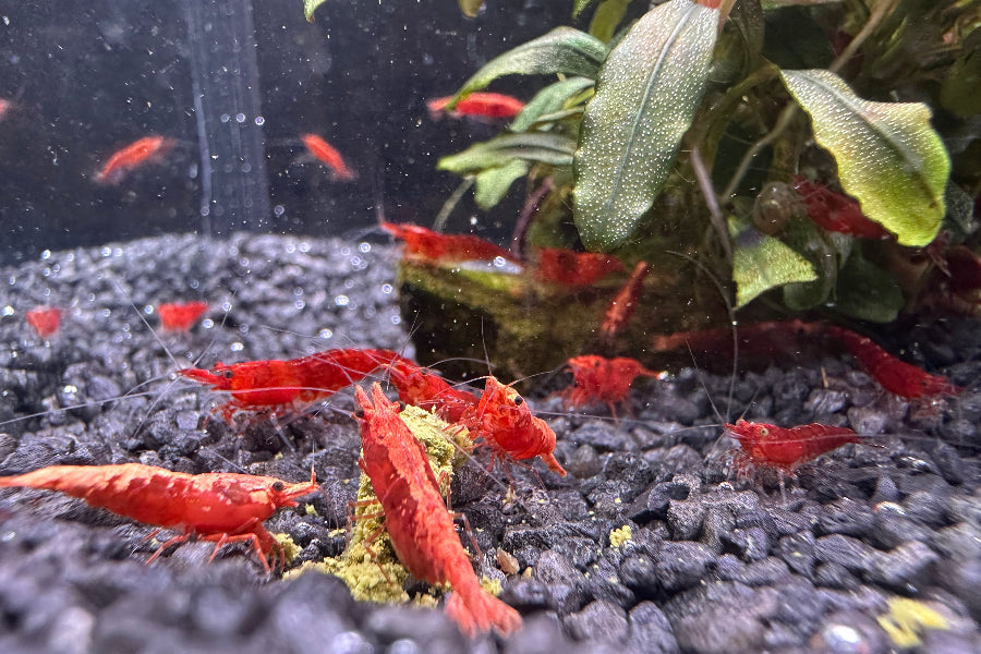 Unsere selektierten und gesunden Neocaridina davidi Red Sakura Garnelen kaufen für dein Aquarium auf dunklen Kies