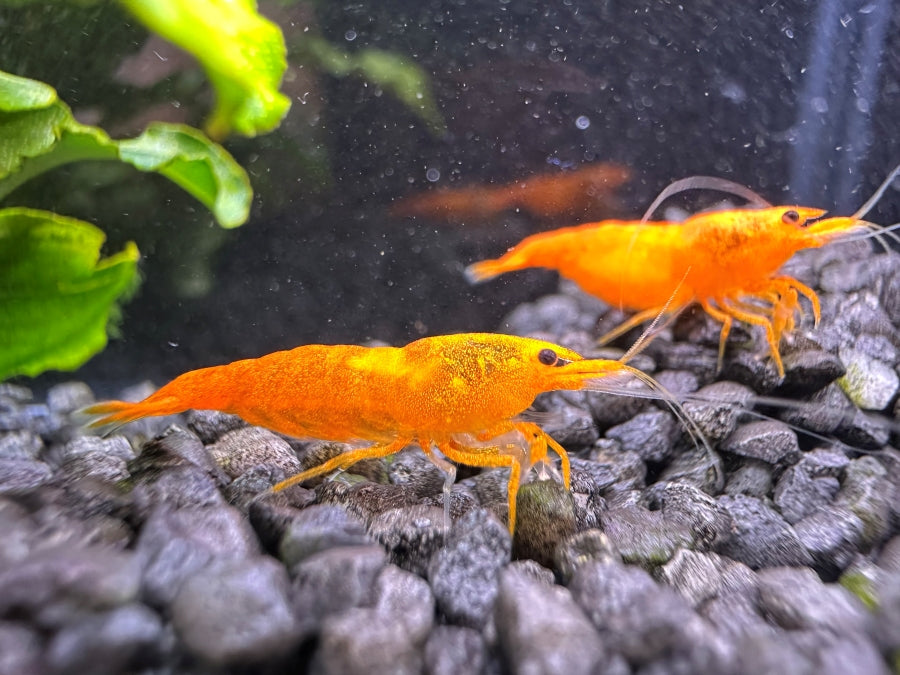 Nachzuchten von intensiv leuchtenden Neocaridina davidi Orange Sakura Garnelen kaufen - Weibchen mit Eifleck