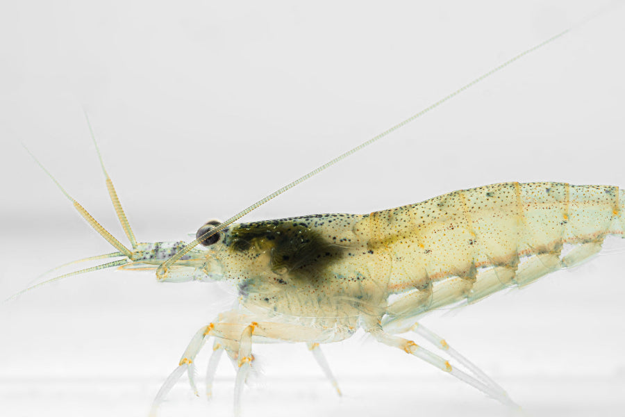 Amano-Garnelen (DNZ) - Eigene Nachzuchten - hier: Männchen (Freigestellt auf weißem Grund; Fotograf: Tobias Gawrisch)