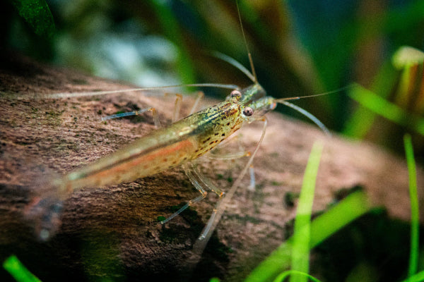 Amano-Garnele auf Wurzel im Aquarium von hinten (Fotograf: Tobias Gawrisch)