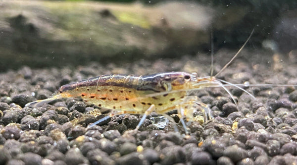 Amano-Garnelen , Weibchen auf dunklem Bodengrund
