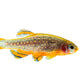 Perlhuhnbärbling - Danio margaritatus - eigene Nachzuchten