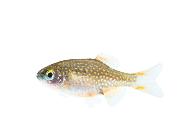 perlhuhnbärbling - danio margaritatus - eigene nachzuchten