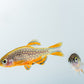 perlhuhnbärbling - danio margaritatus - eigene nachzuchten