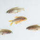 perlhuhnbärbling - danio margaritatus - eigene nachzuchten