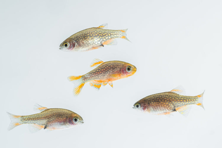 perlhuhnbärbling - danio margaritatus - eigene nachzuchten
