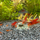 Neocaridina davidi  Bloody Mary Garnelen bei der Fütterung im Aquairum