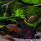 perlhuhnbärbling - danio margaritatus - eigene nachzuchten kaufen